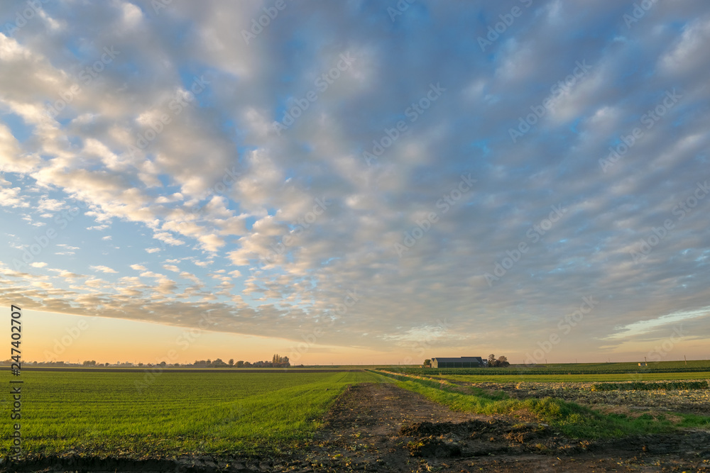 Fototapeta premium Szeroko otwarty krajobraz z pięknymi chmurami o zachodzie słońca między Goudą a Leiden w Holandii. Fantastyczne niebo z chmurami altocumulus nad farmą na holenderskiej wsi.