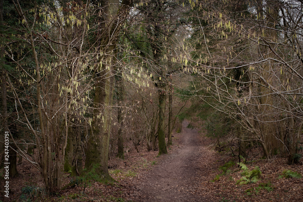 Winter Woodland Landscape Winter Woodland Landscape