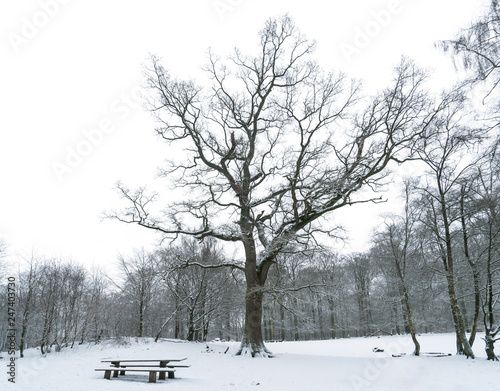 Snow covered open space with benches and a large oak tree in the forest with white sky
