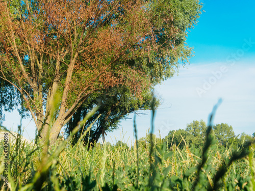 Wallpaper Mural Pryshchuk A.V. Torontodigital.ca