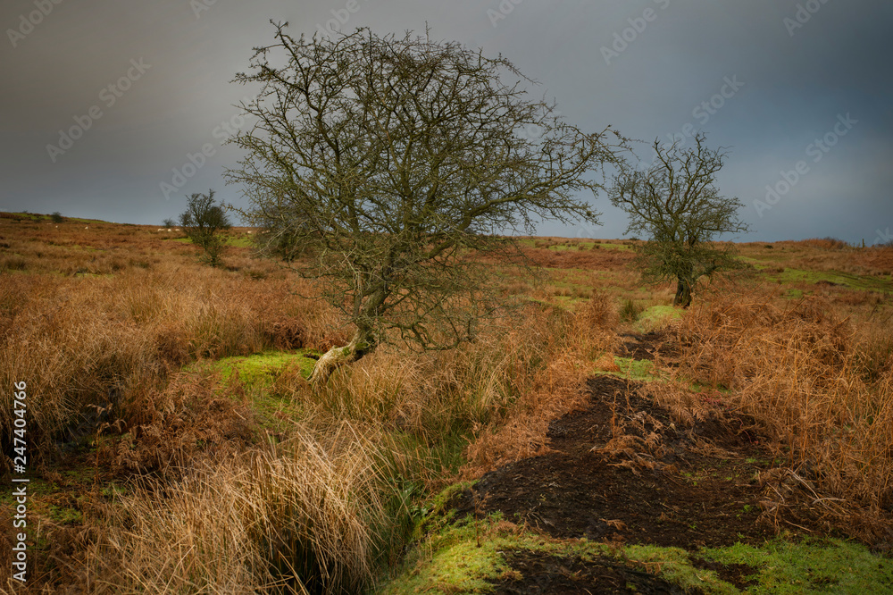 Winter Rural Landscape Winter Rural Landscape