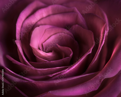 Pink Rose Flower