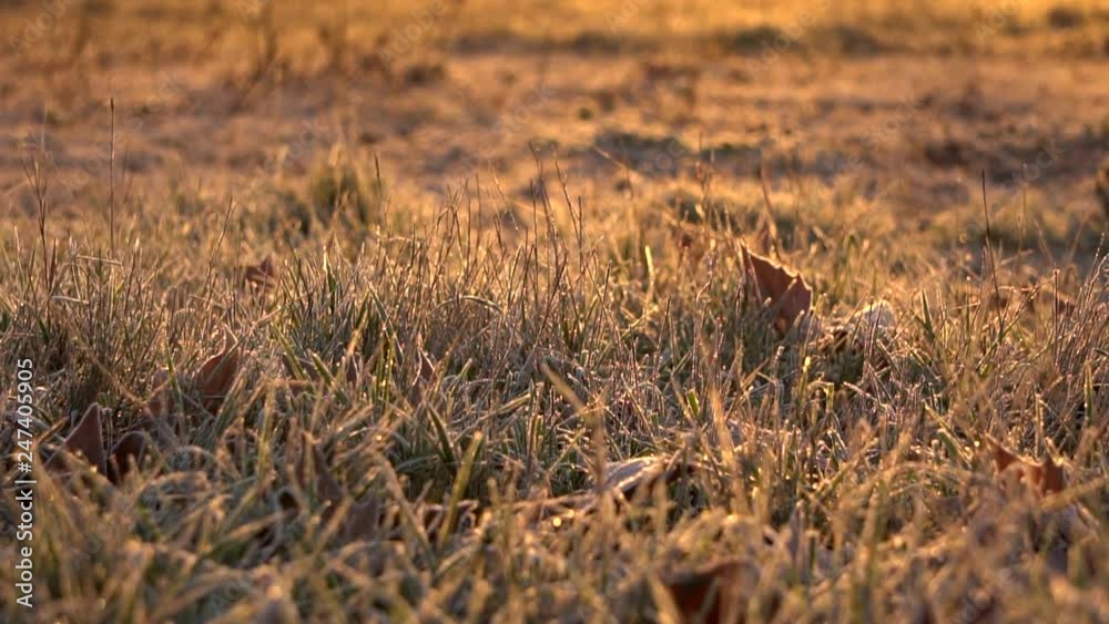 Frozen grass at sunrise Frozen grass at sunrise
