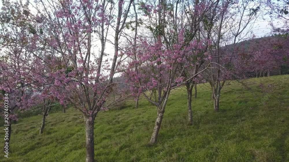 Aerial shot. Wild Himalayan Cherry Flower or Sakura Thailand blooming blossom in PhuLomLo Loei Province, Phitsanulok Province, Thailand Aerial shot. Wild Himalayan Cherry Flower or Sakura Thailand blooming blossom in PhuLomLo Loei Province, Phitsanulok Province, Thailand
