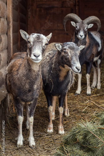 Goats on the farm.