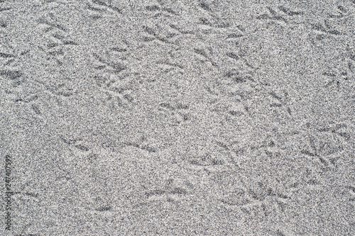 Bird tracks on grey sand on the beach