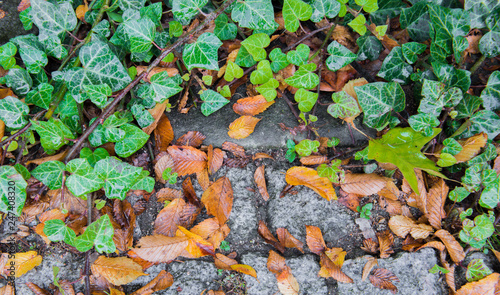  Ivy with old stone as background