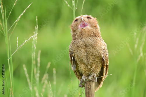 Owl Singing