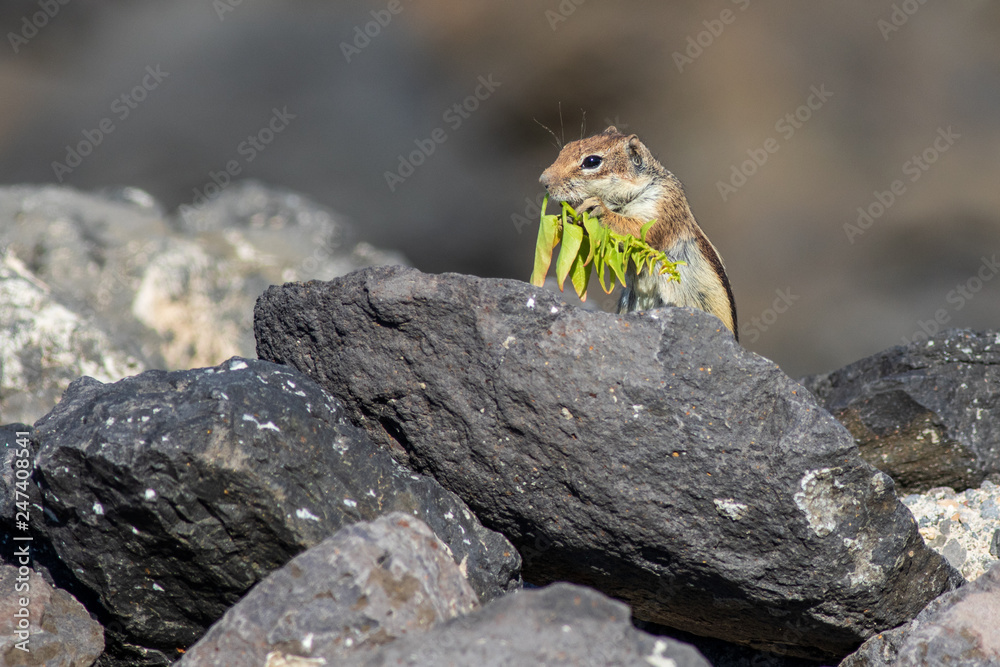 Barbary ground squirrel Barbary ground squirrel