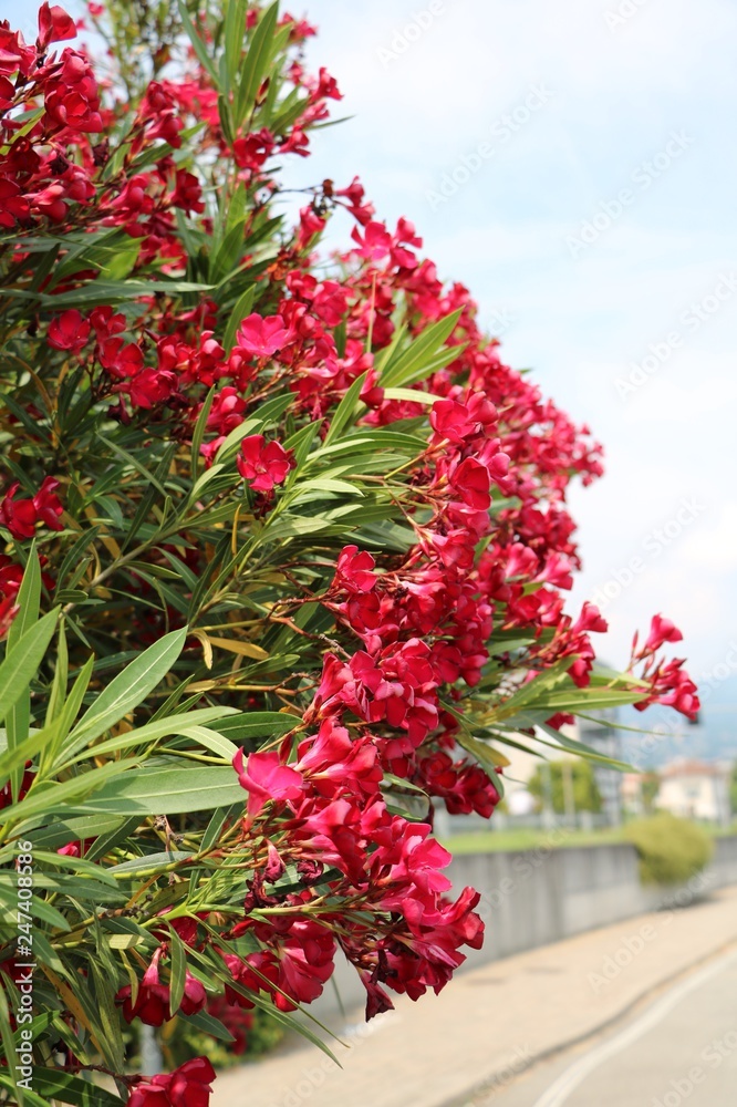 Red blooming Nerium oleander at Pallanza Verbania at Lake Maggiore, Italy