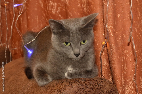 Cat breed the Russian blue with large, expressive, greens eyes, lying on couch in lights garland.