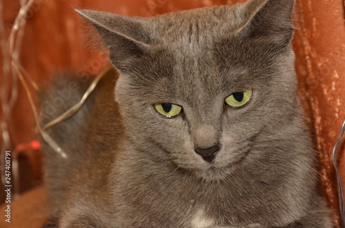 Cat breed the Russian blue with large, expressive, greens eyes, lying on couch in lights garland.