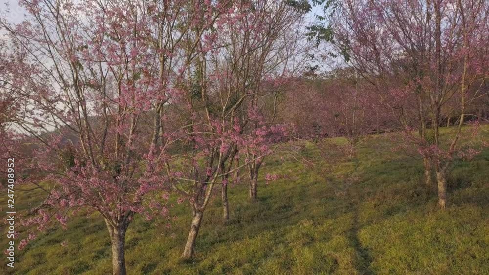 Aerial shot. Wild Himalayan Cherry Flower or Sakura Thailand blooming blossom in PhuLomLo Loei Province, Phitsanulok Province, Thailand Aerial shot. Wild Himalayan Cherry Flower or Sakura Thailand blooming blossom in PhuLomLo Loei Province, Phitsanulok Province, Thailand