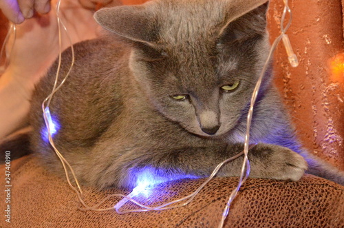 Cat breed the Russian blue with large, expressive, greens eyes, lying on couch in lights garland.
