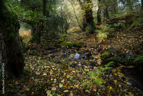 Autumn Woodland Landscape