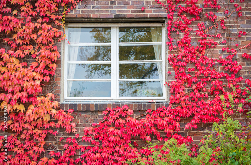 Red ivy on  house with white window