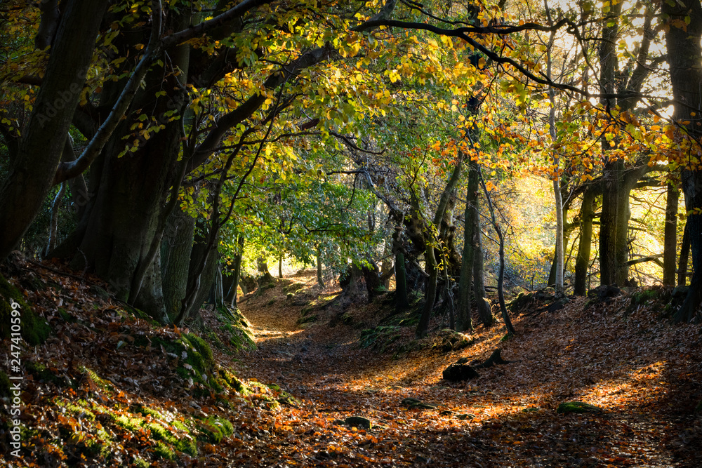Naklejka premium Autumnwoodland landscape
