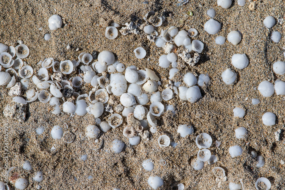 Sand and seashells background Sand and seashells background