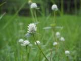 flower in the grass