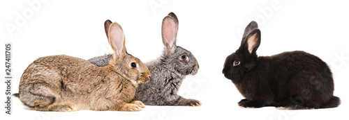 Three rabbits sitting isolated on white background