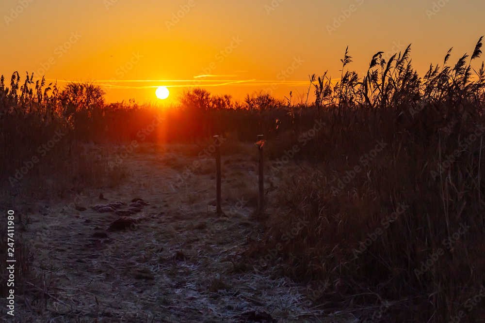 The path through the high cane along lake Zoetermeerse plas is frosted when the rising sun colors the sky beautifully