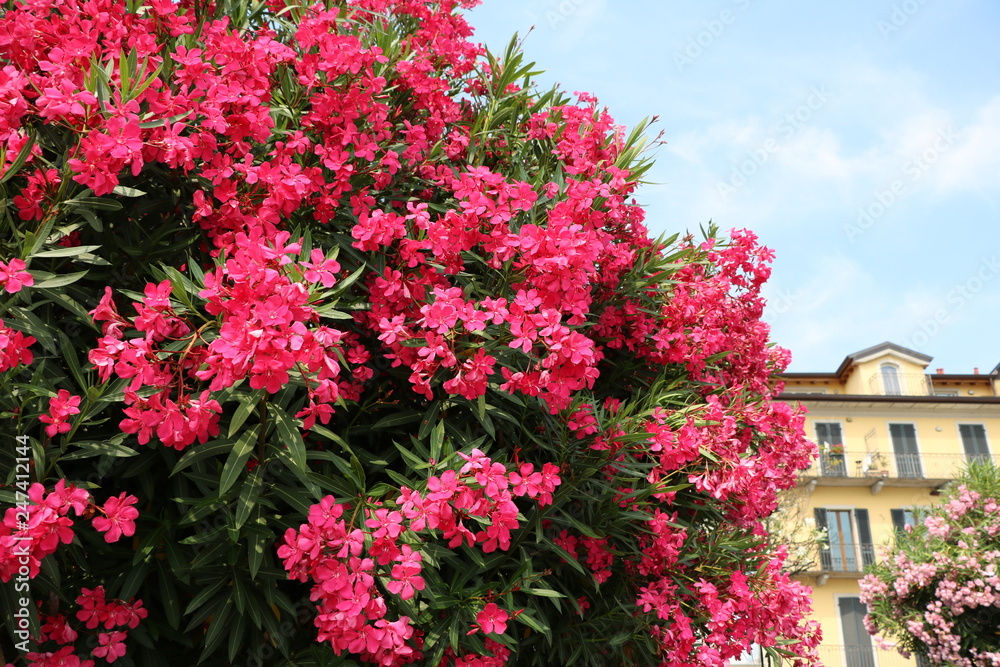 Red blooming Nerium oleander at Pallanza Verbania at Lake Maggiore, Italy