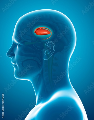 Caudate nucleus in the brain, illustration photo