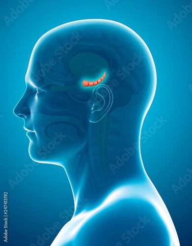 Hippocampus in the brain, illustration photo