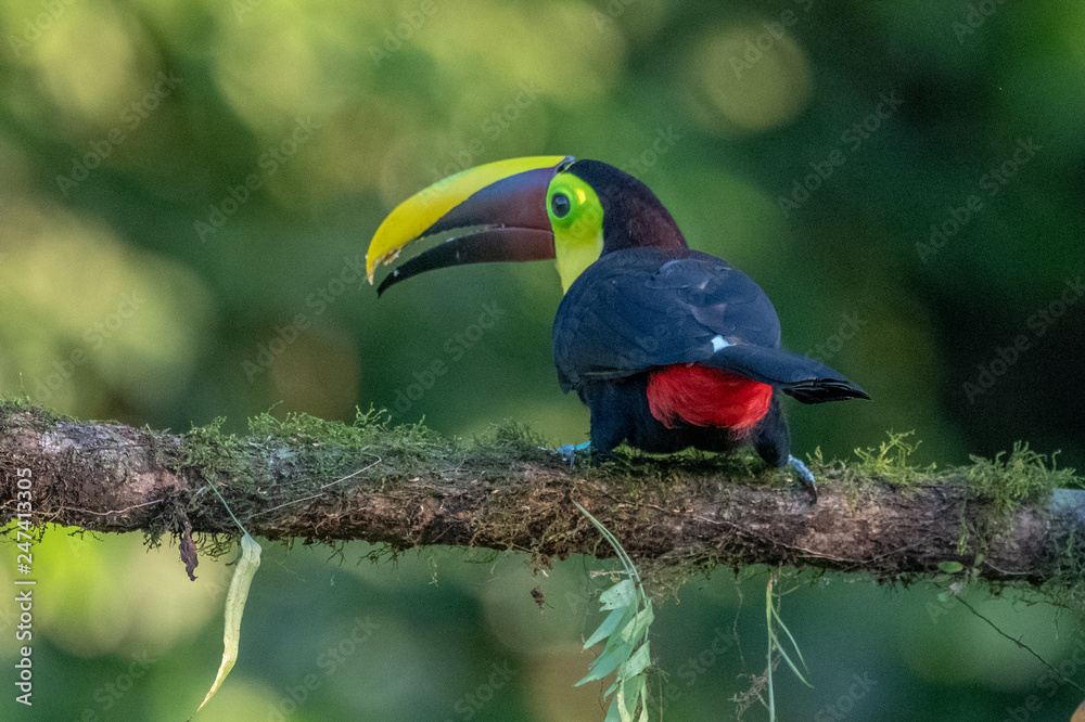 Keel-billed Toucan - Ramphastos sulfuratus, large colorful toucan from Costa Rica forest with very colored beak. Keel-billed Toucan - Ramphastos sulfuratus, large colorful toucan from Costa Rica forest with very colored beak.