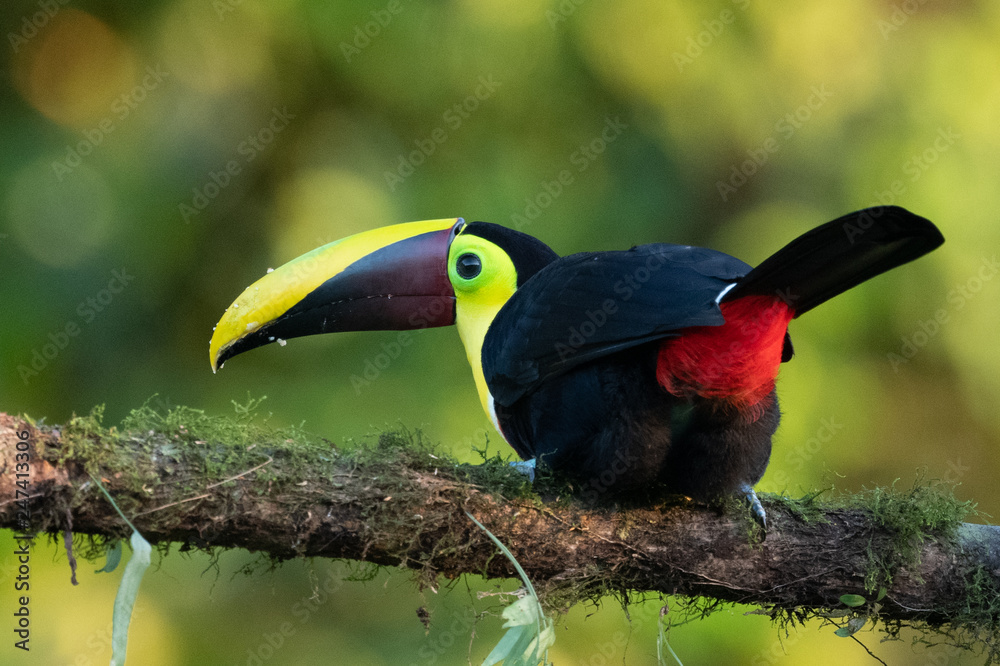 Obraz premium Keel-billed Toucan - Ramphastos sulfuratus, large colorful toucan from Costa Rica forest with very colored beak.