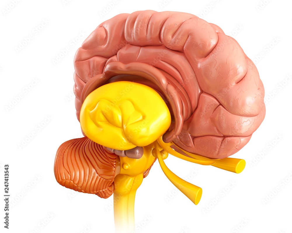 Human brain anatomy, illustration Stock Photo | Adobe Stock