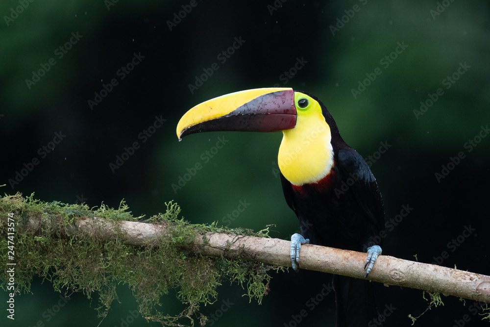 Fototapeta premium Keel-billed Toucan - Ramphastos sulfuratus, large colorful toucan from Costa Rica forest with very colored beak.