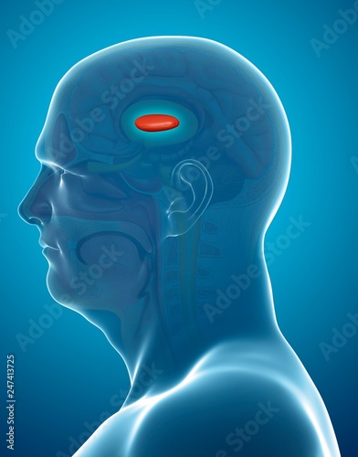 Globus pallidus in the brain, illustration