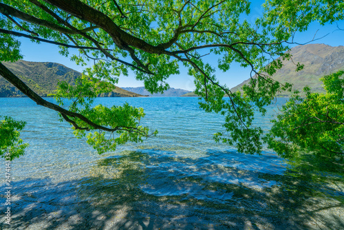 Lake under spreading willow tree