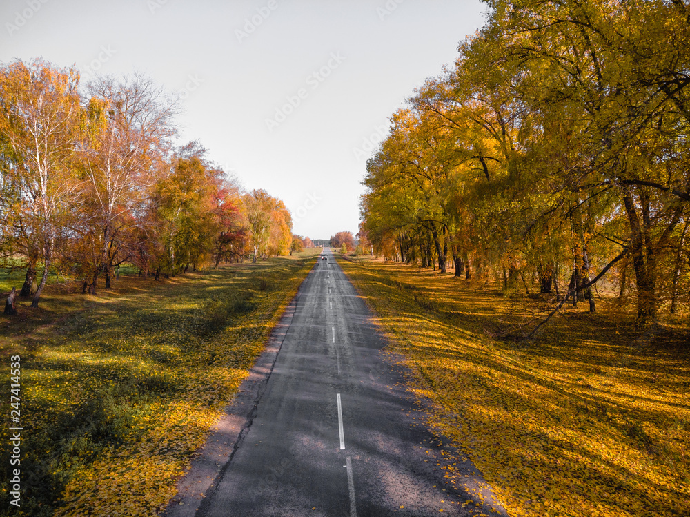 Obraz premium Autumn Fall, Road landscape - beautiful autumnal colors, sunny day, bright yellow leaves, travel concept