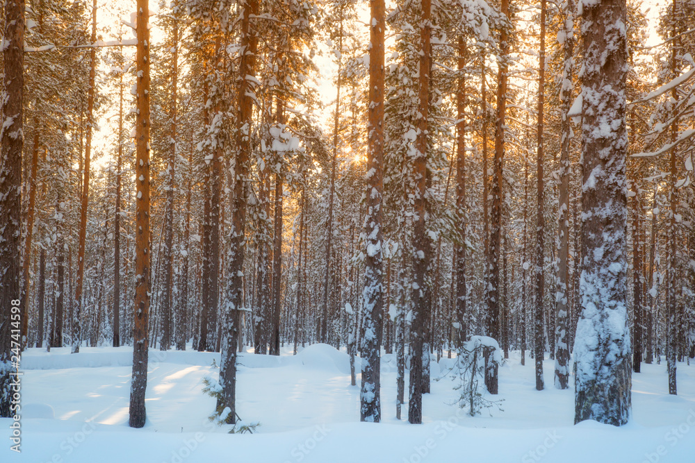 forest in winter forest in winter