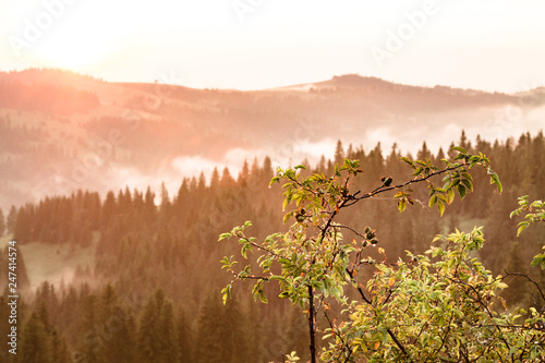 Wild rose bush at sunset in the mountains