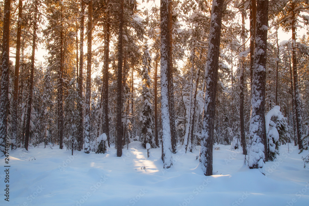 forest in winter forest in winter