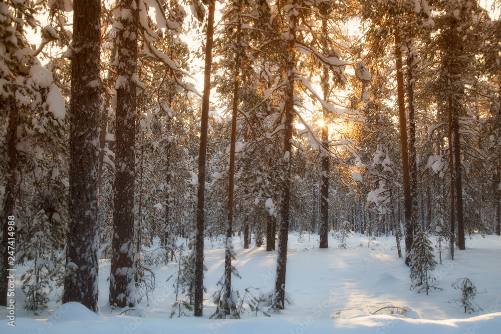 forest in winter forest in winter