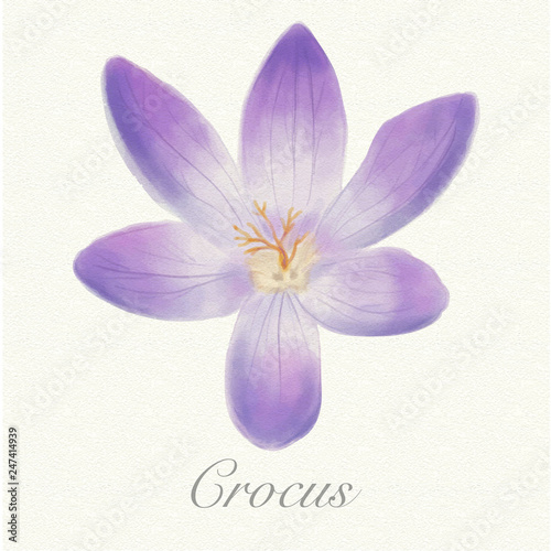 Violet crocus isolated on a watercolor paper background with its name