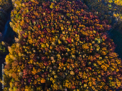Aerial view of autumn texture colored forest. Drone shot bird eye. Natural pattern in top down aerial view over the forest. green and yellow, treetops at sunset, copy space © Sergey