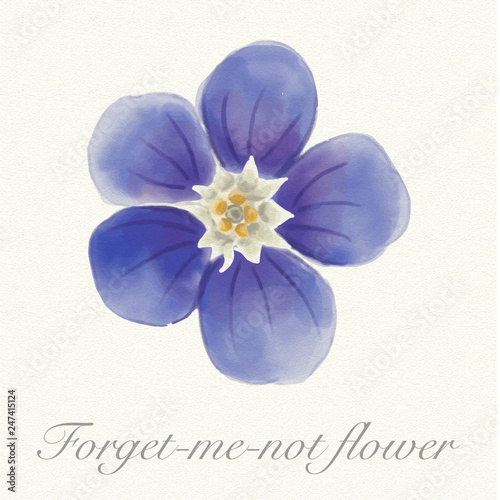 Blue forget-me-not flower isolated on a watercolor paper background with its name
