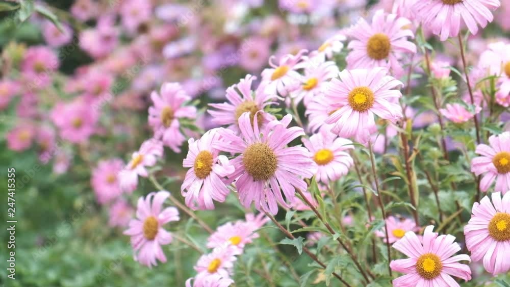 autumn asters bloom on the flower bed autumn asters bloom on the flower bed