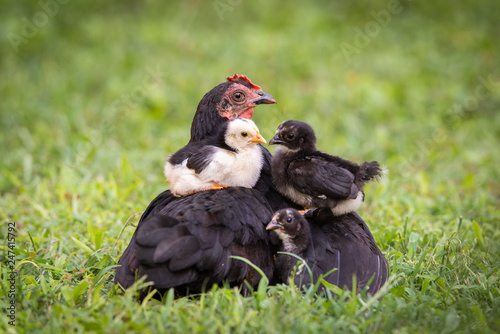 Hen with baby chicken