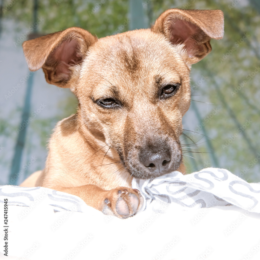 Adorable mixed breed puppy dog with cute eyes head shot isolated on white background Adorable mixed breed puppy dog with cute eyes head shot isolated on white background