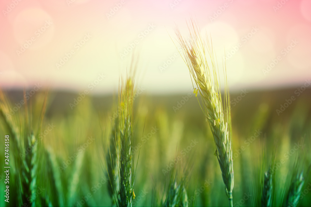 Closeup of green wheat and sky. Nature background.