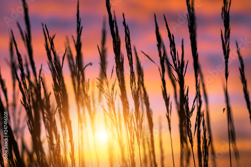 Summer landscape with reed plant in the rays of the setting sun. Tall grass against dramatic sky