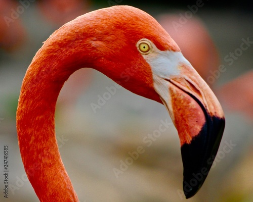 Flamingo