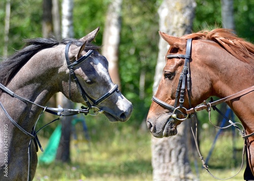 Two playful stallions © Дина Попова
