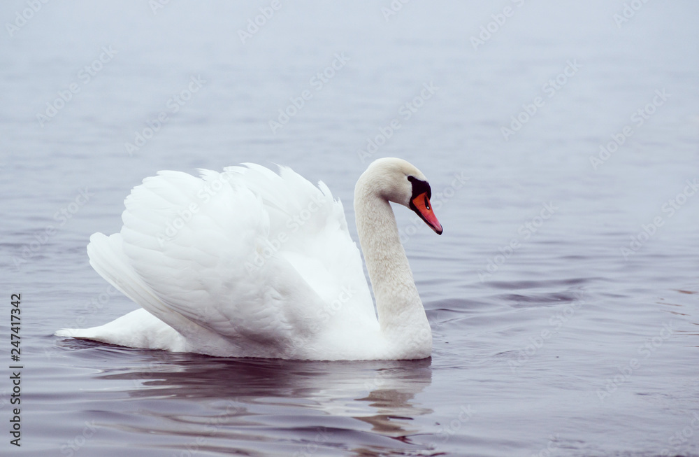 Naklejka premium Beautiful white elegant swans bird on a foggy winter river.